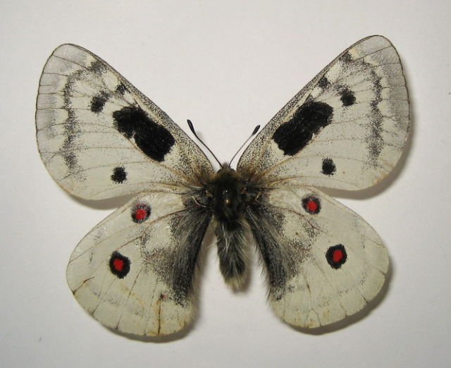 Parnassius ssp (aberration) (Internet Image property of respective owner, non-commercial use only)